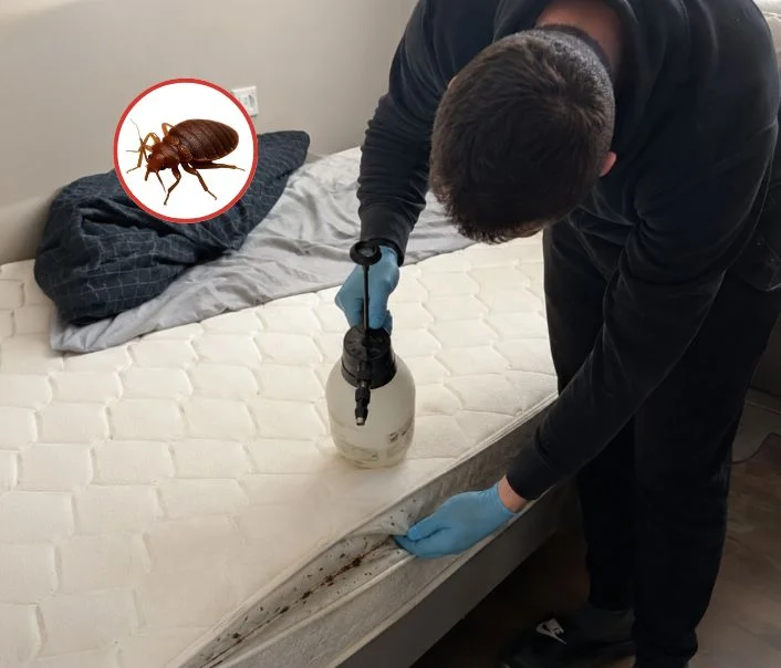 Technicien traitant un matelas contre les punaises de lit à Vayres-sur-Essonne
